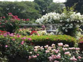 里見公園を彩るバラの花々1