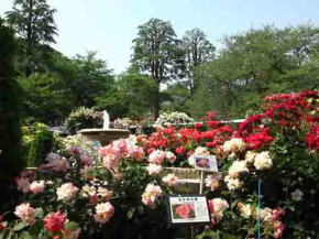 colorful roses in Satomi Park