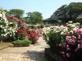 a path among colorful roses