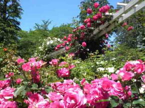 pink roses in Satomi Park