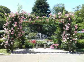 ピンクのバラの門