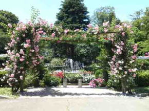 里見公園を彩るバラの花々4