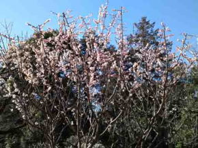 ume blossoms blooming in Satomi Park