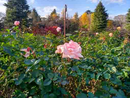 里見公園の紅葉とピンクのバラ