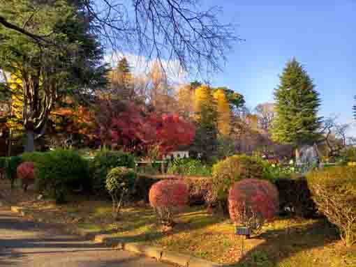 里見公園バラ園脇小径からの秋の風景