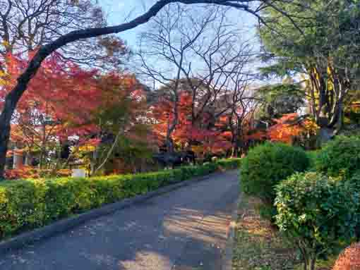 紅葉が彩る里見公園２