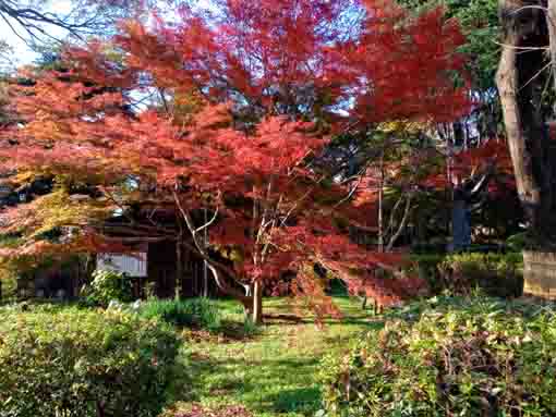 紅葉が彩る里見公園３