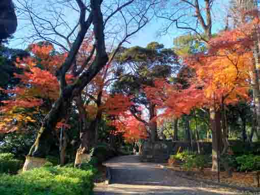 里見公園の紅葉１