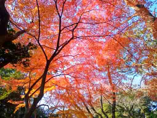 里見公園の紅葉３