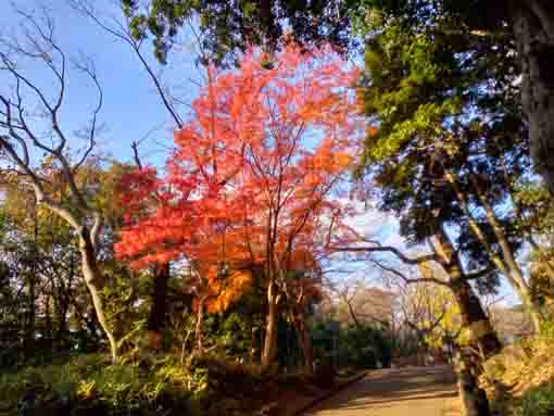 紫烟草舎坂上の秋の風景
