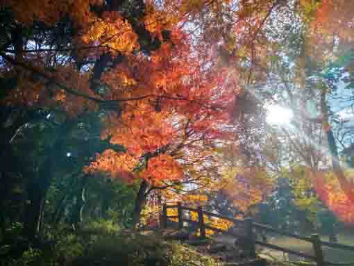 里見公園の紅葉２