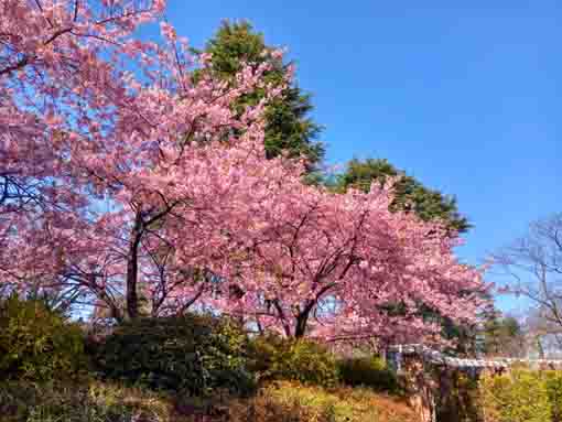 里見公園に咲く満開の河津桜１