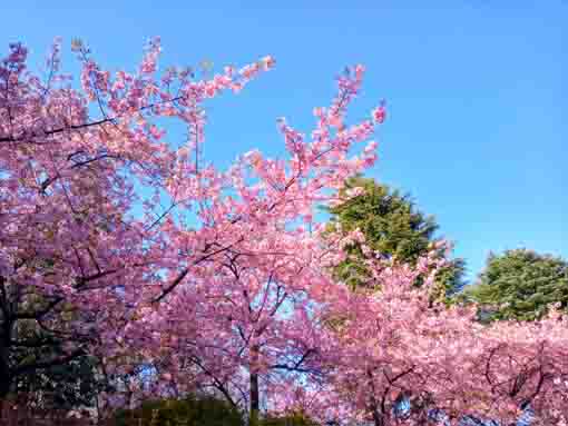 里見公園バラ園に咲く河津桜