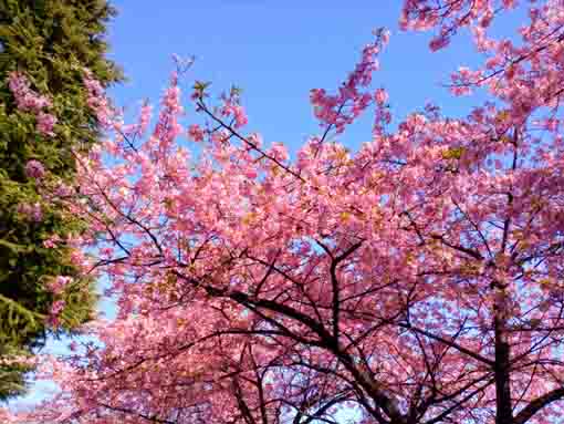 少し葉っぱも見え始めた里見公園の河津桜