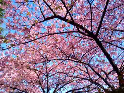 里見公園河津桜の花々のすだれ