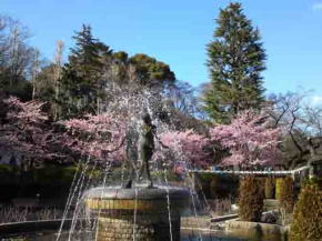 Kawazu Zakura and the spring