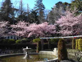 里見公園の河津桜１