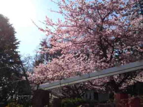 Kawazu Zakura in Satomi Park