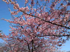 満開の里見公園の河津桜