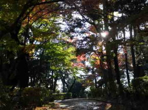 a path among colored leaves