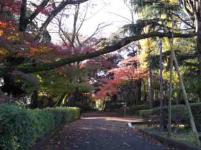 colored leaves over a path in Satomi Park