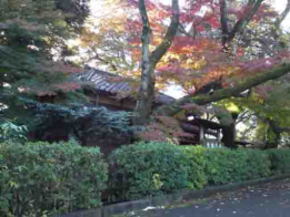 Shiensosha and colored leaves