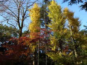 colored leaves in Satomi Park