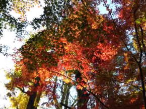 colorful maple leaves above
