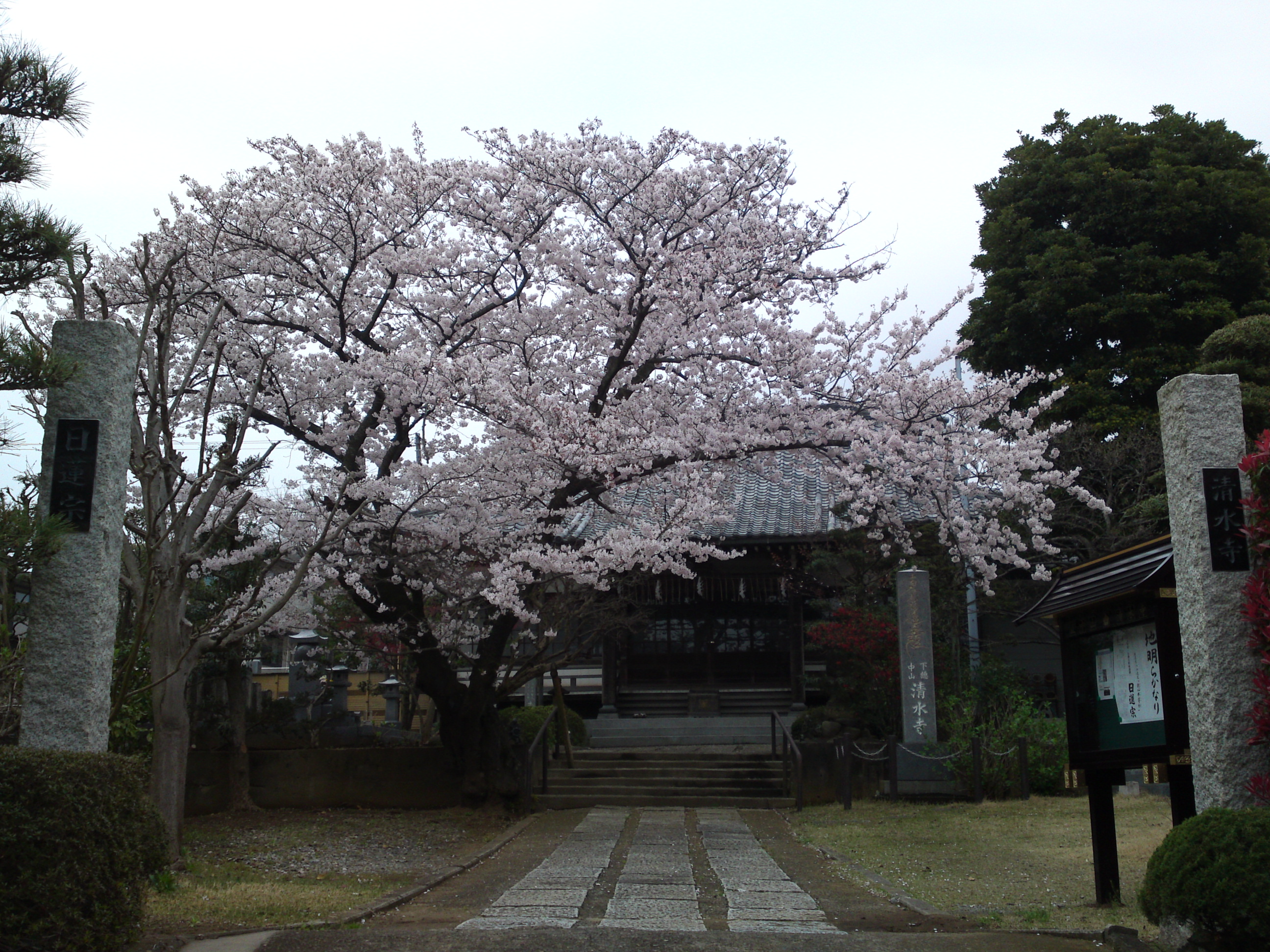 2016年清水寺に咲くソメイヨシノ１