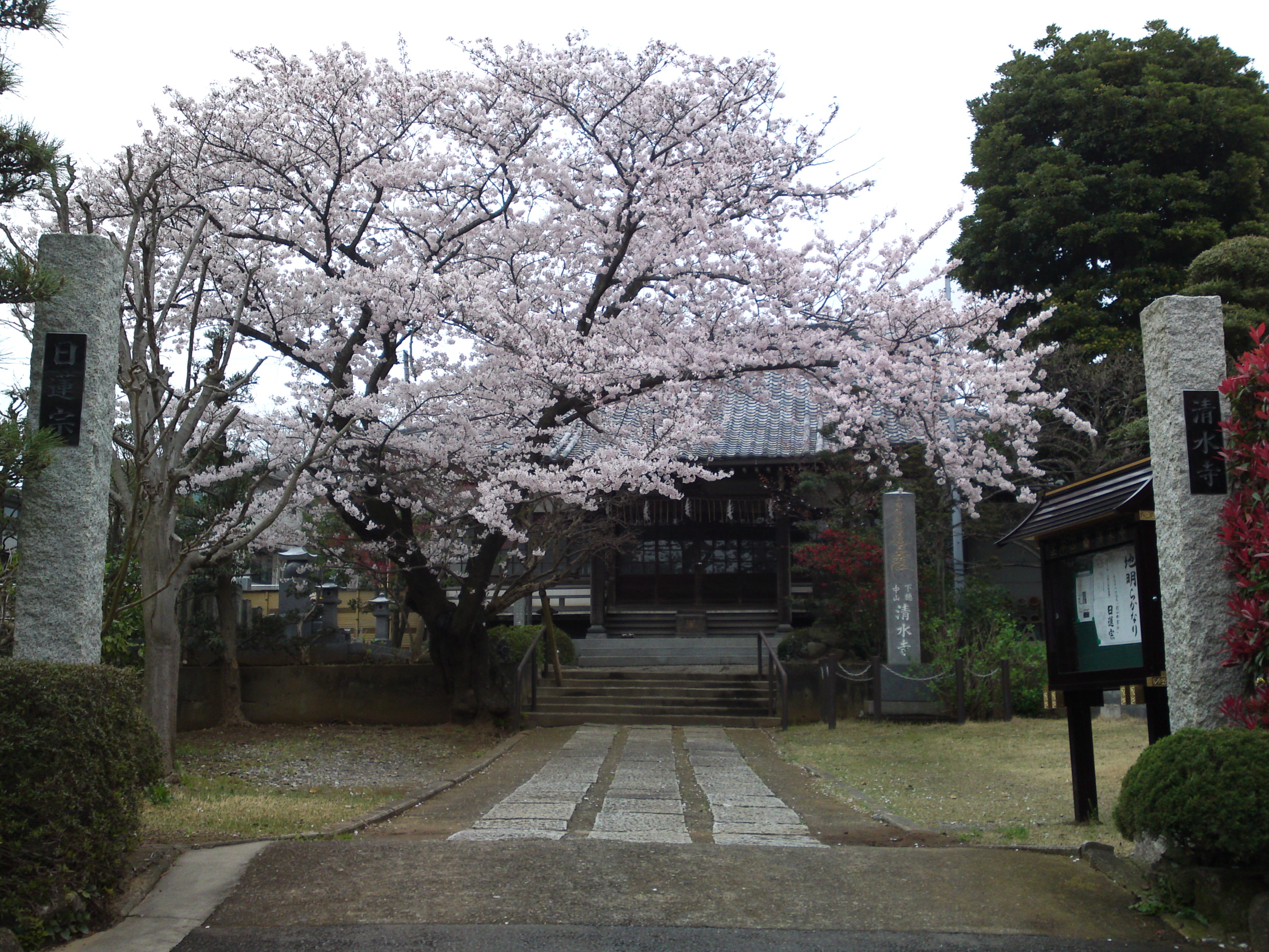 2016年清水寺に咲くソメイヨシノ２