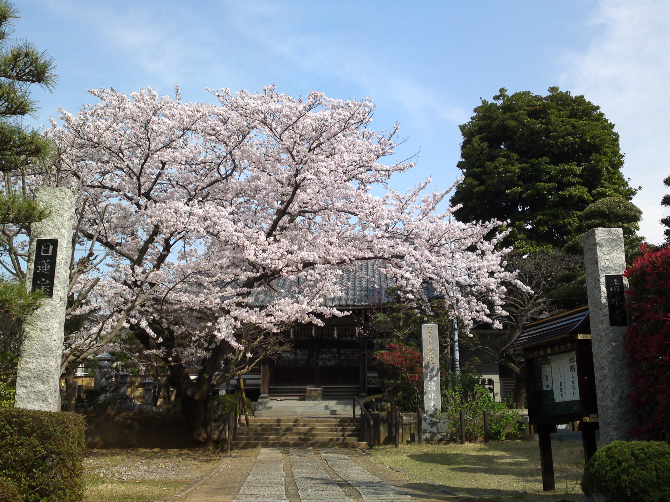 2016年清水寺に咲くソメイヨシノ３