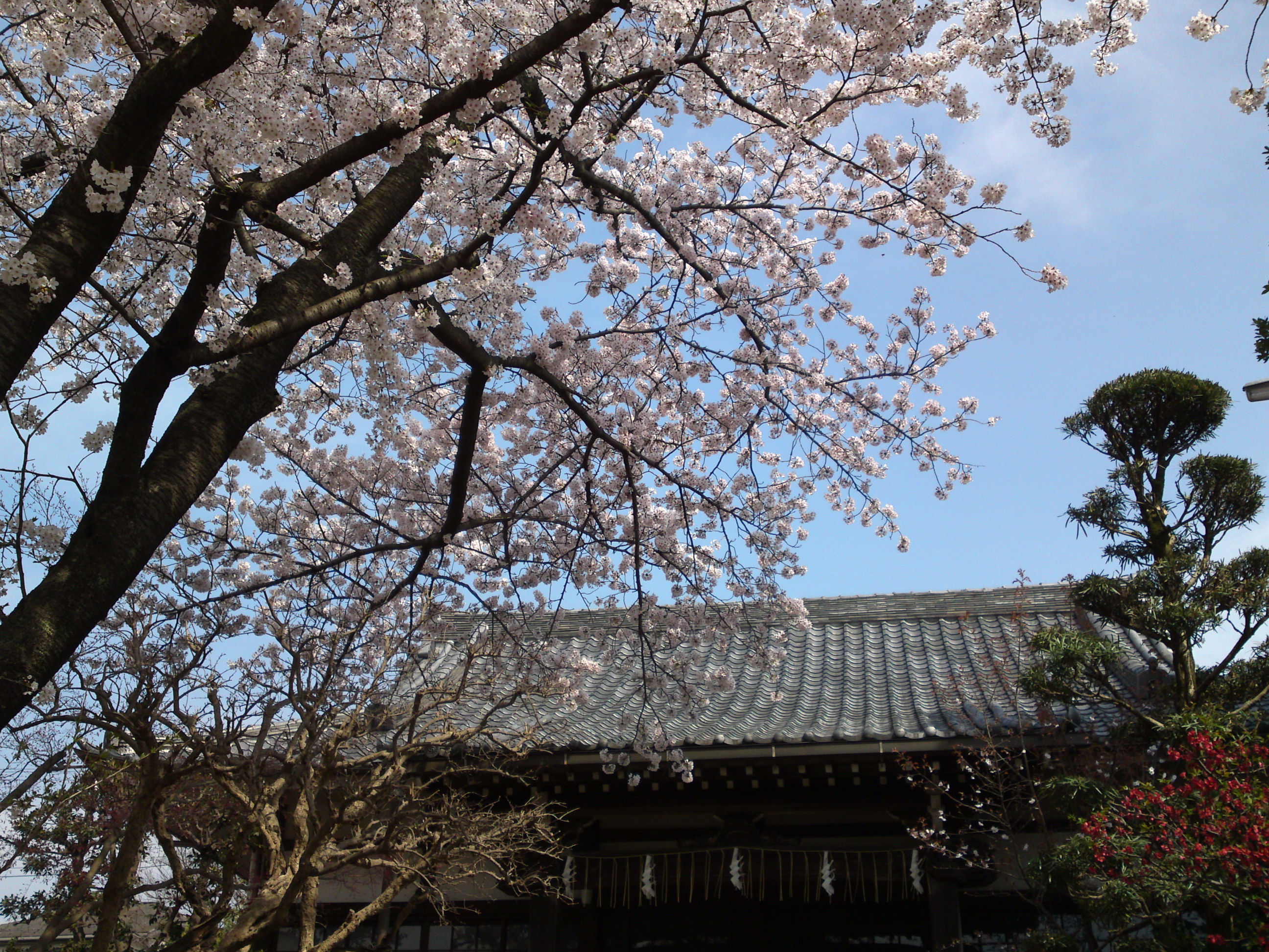 2016年清水寺に咲くソメイヨシノ４