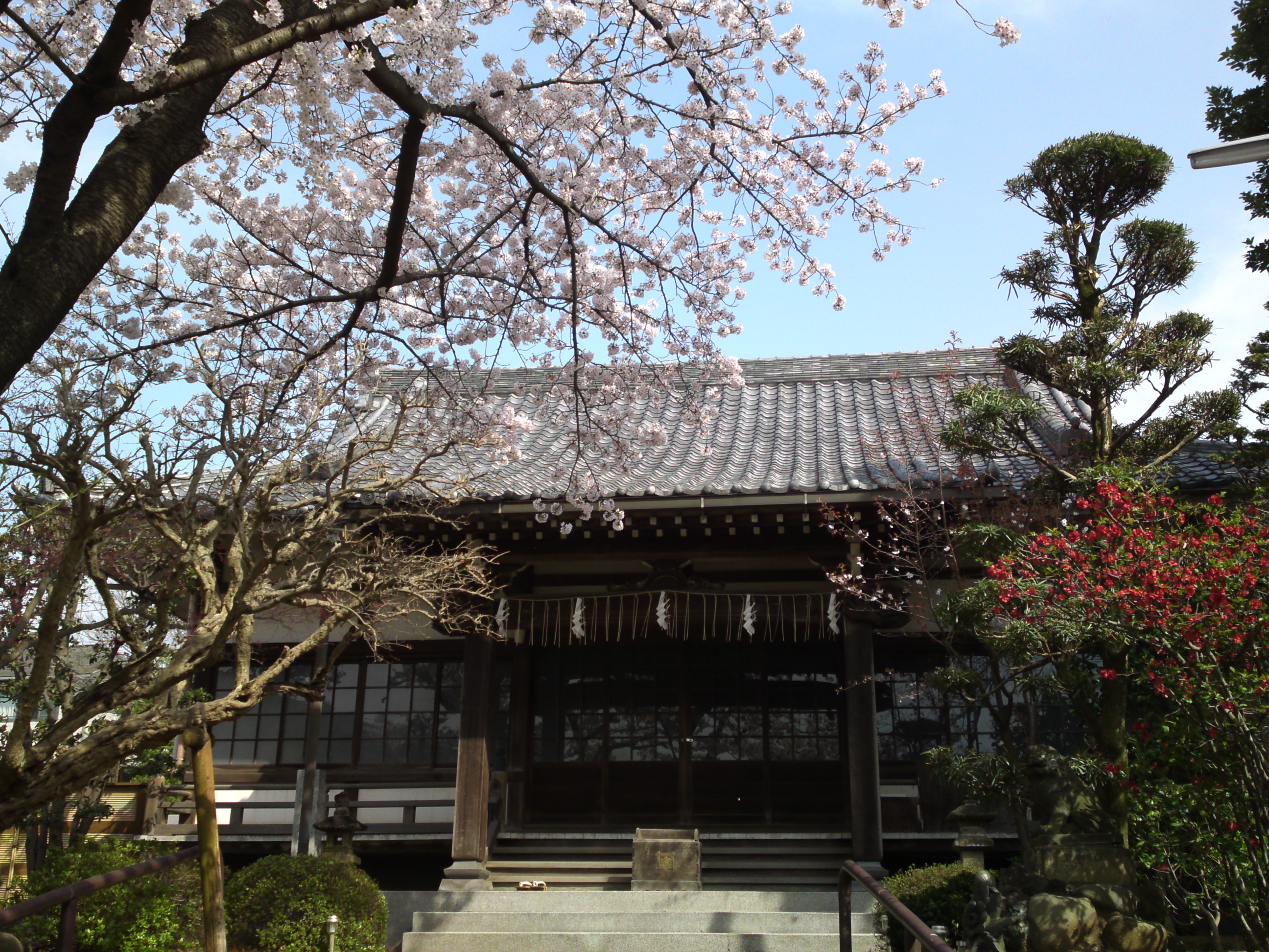 2016年清水寺に咲くソメイヨシノ５