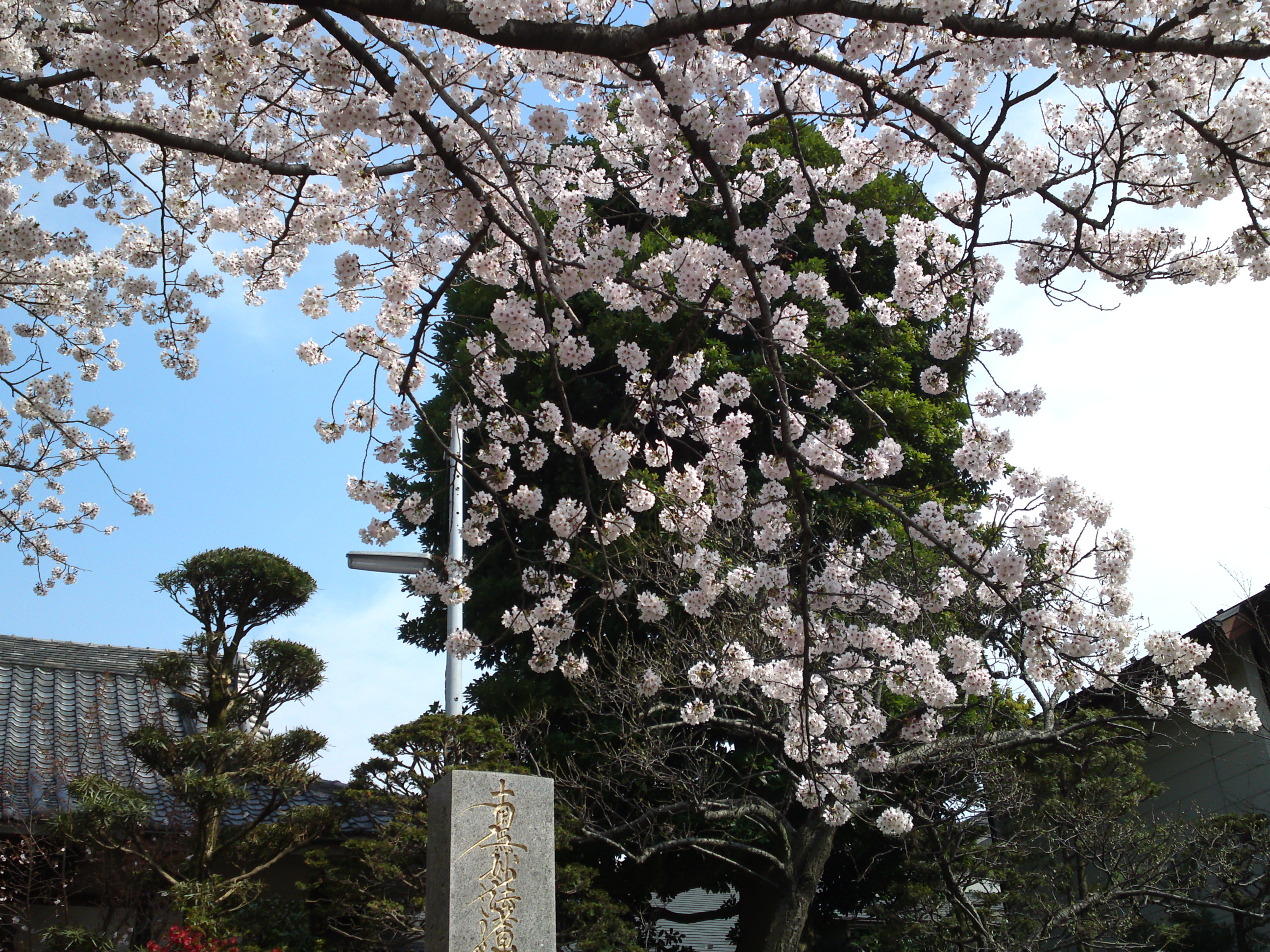 2016年清水寺に咲くソメイヨシノ６