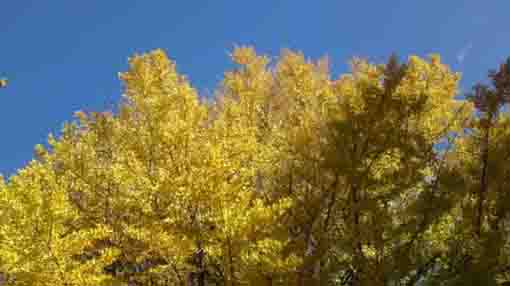 Colored Senbon Icho Tree in fall