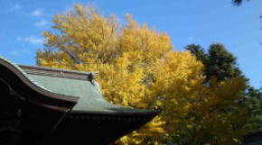 the gingko tree and ths shaden