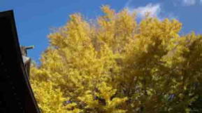 Senbon Icho tree in fall