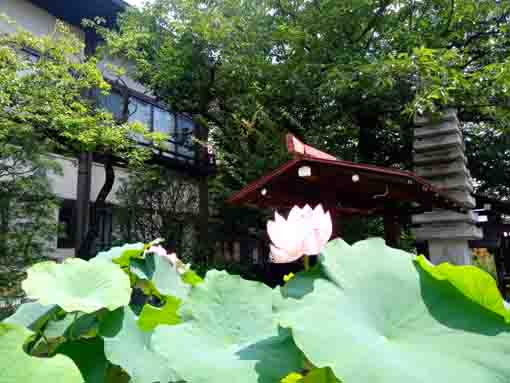 令和３年夏宣要寺に咲く蓮の花１