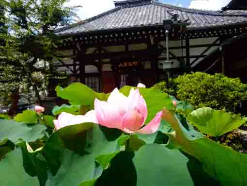 令和３年夏宣要寺に咲く蓮の花２