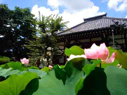 令和３年蓮の花咲く妙法華山宣要寺