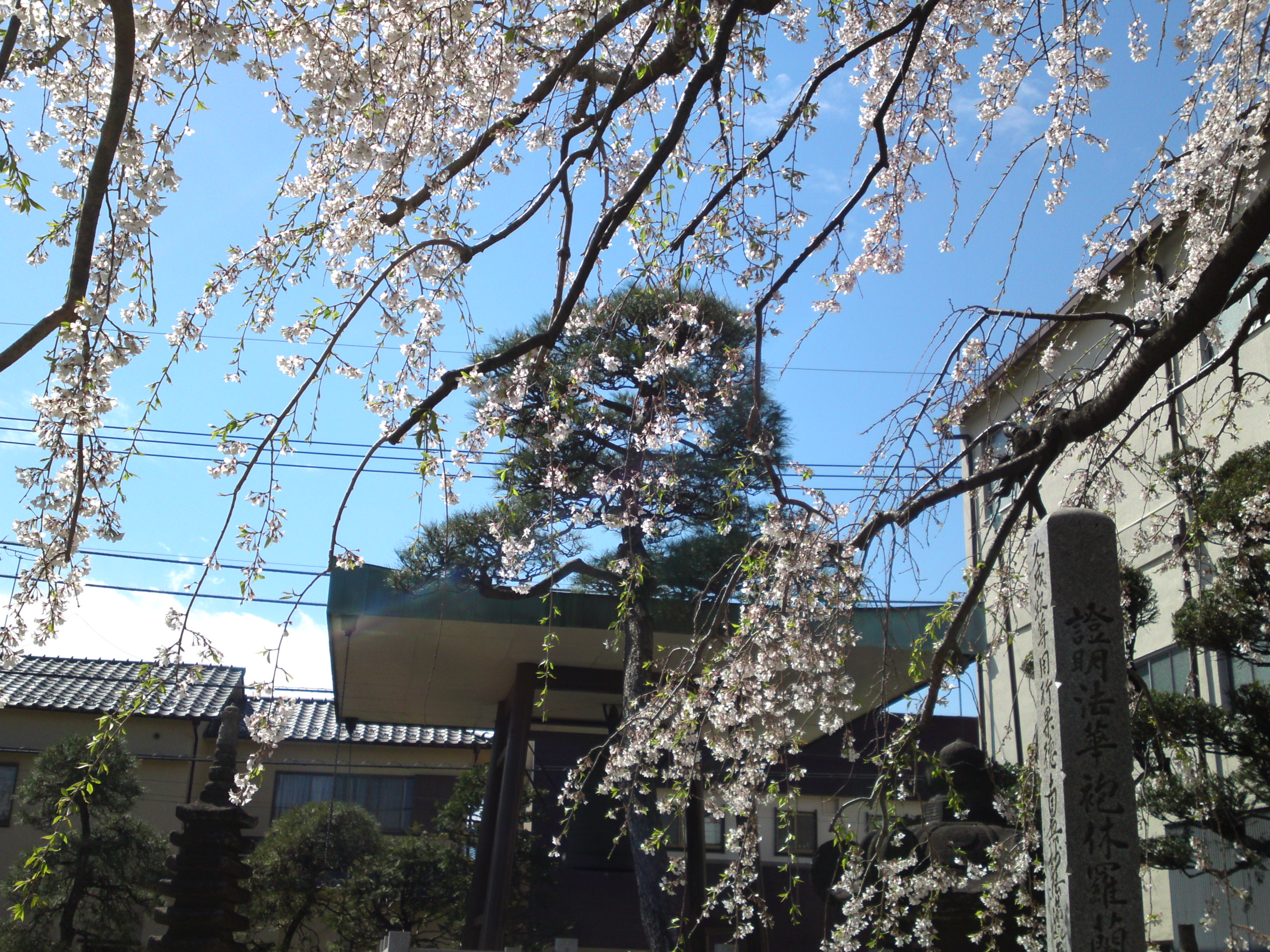 2019年春妙法華山宣要寺に咲く桜の花1
