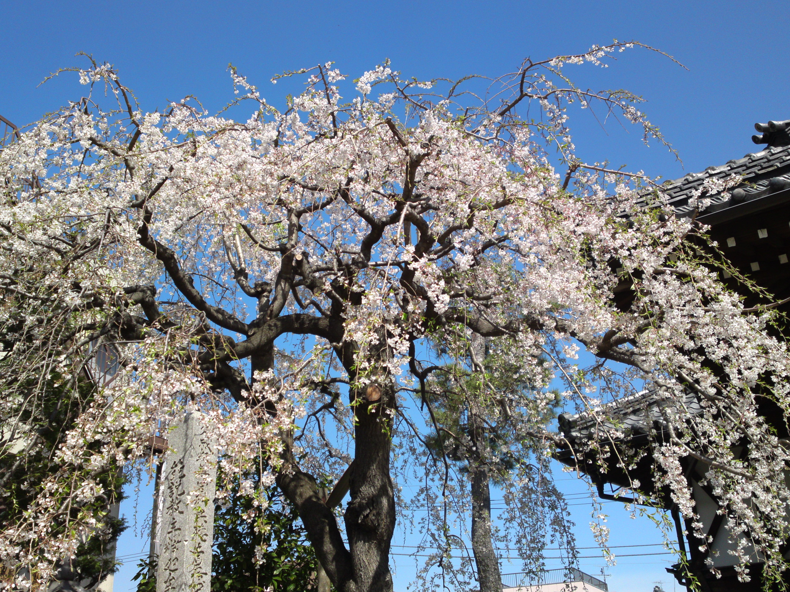 2019年春妙法華山宣要寺に咲く桜の花２