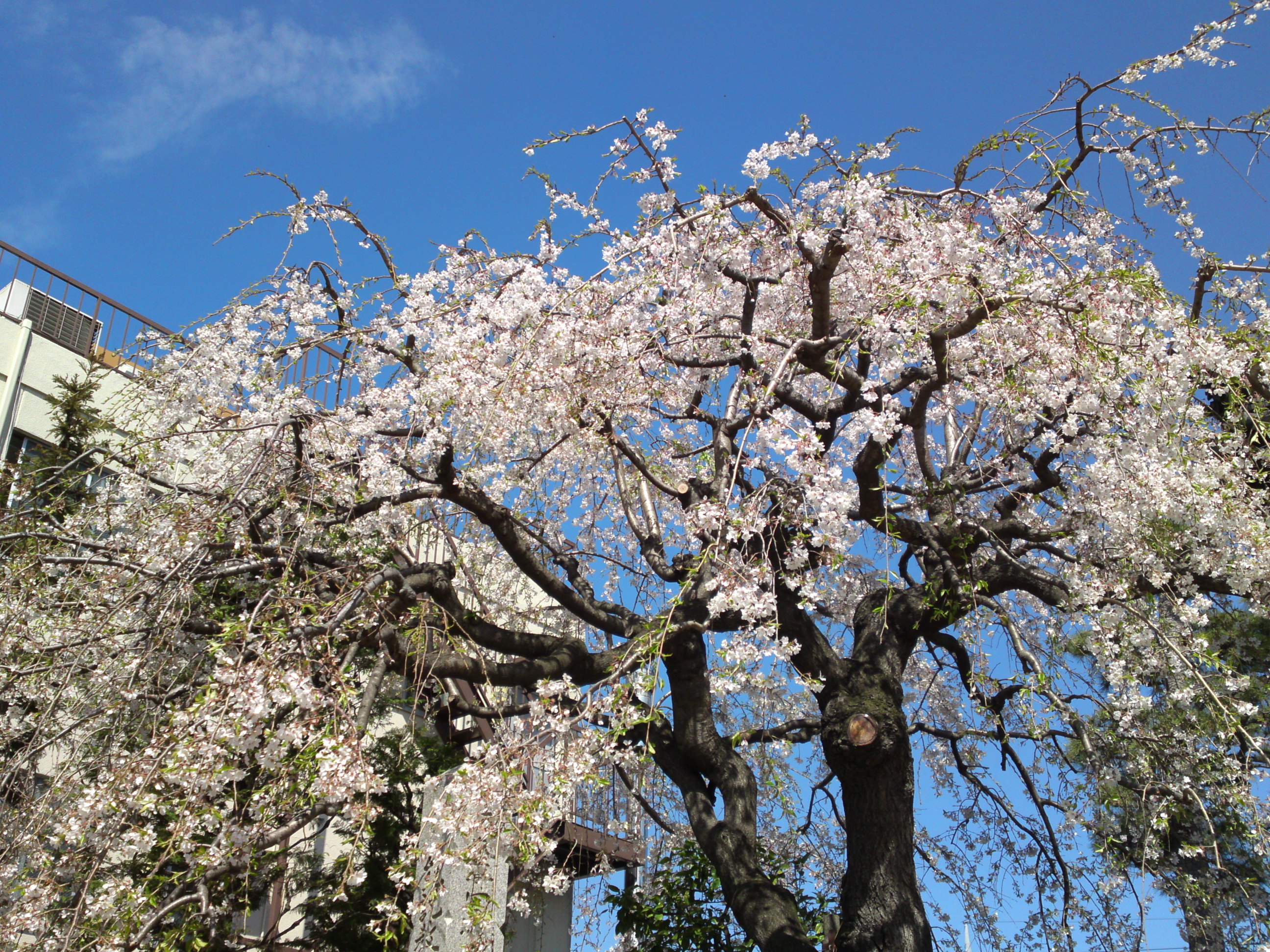 2019年春妙法華山宣要寺に咲く桜の花３
