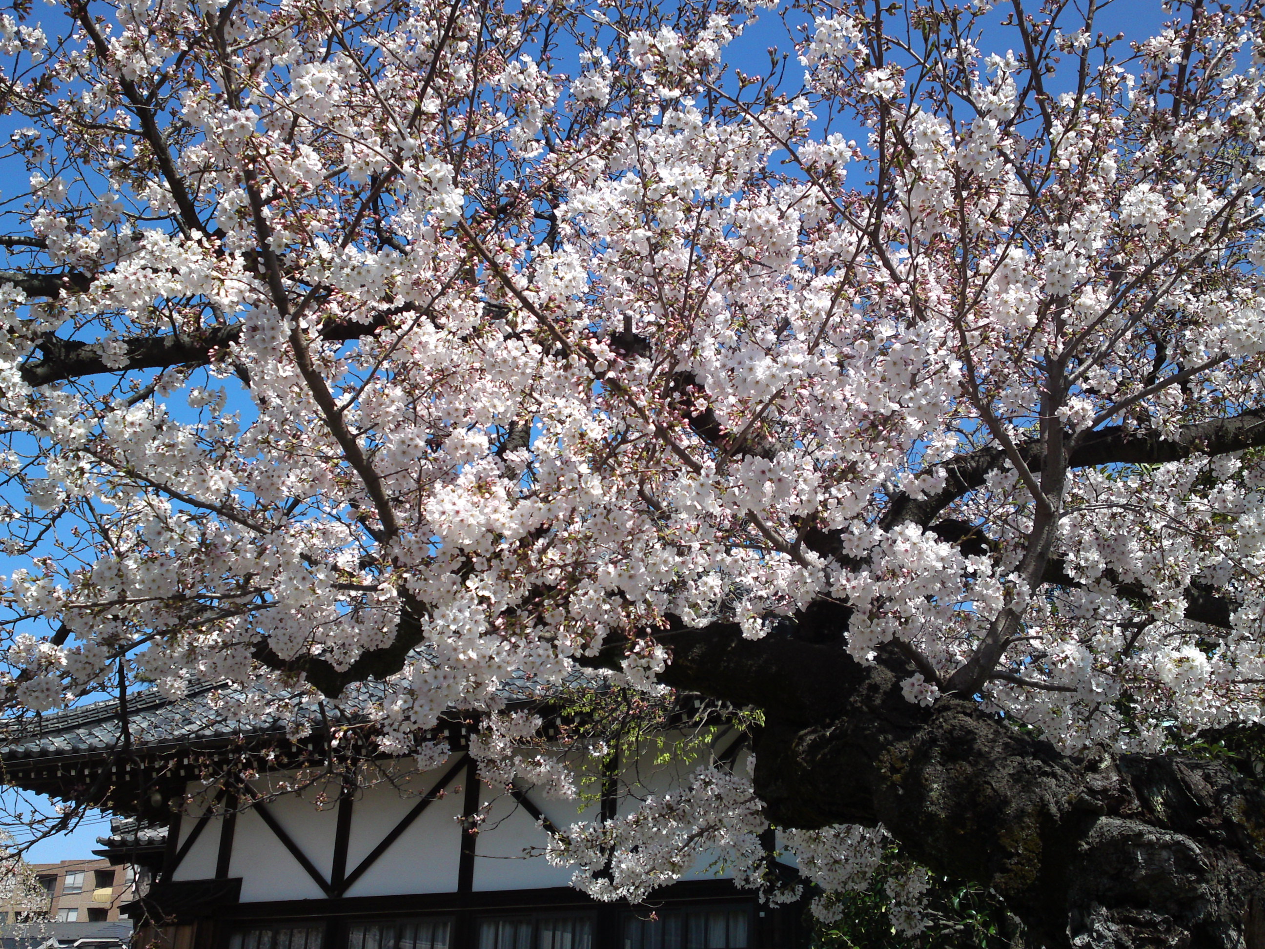 2019年春妙法華山宣要寺に咲く桜の花４