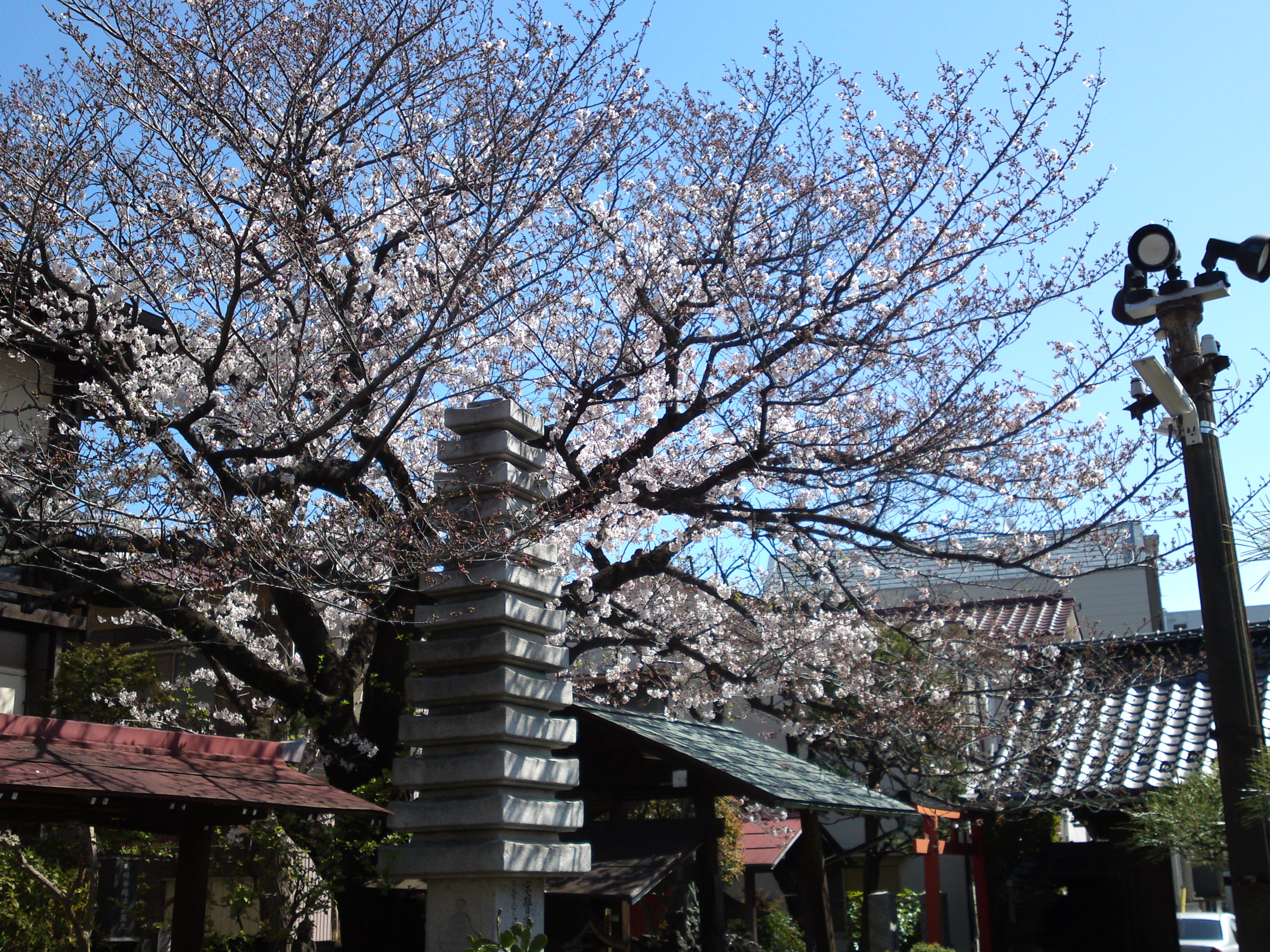 2019年春妙法華山宣要寺に咲く桜の花５