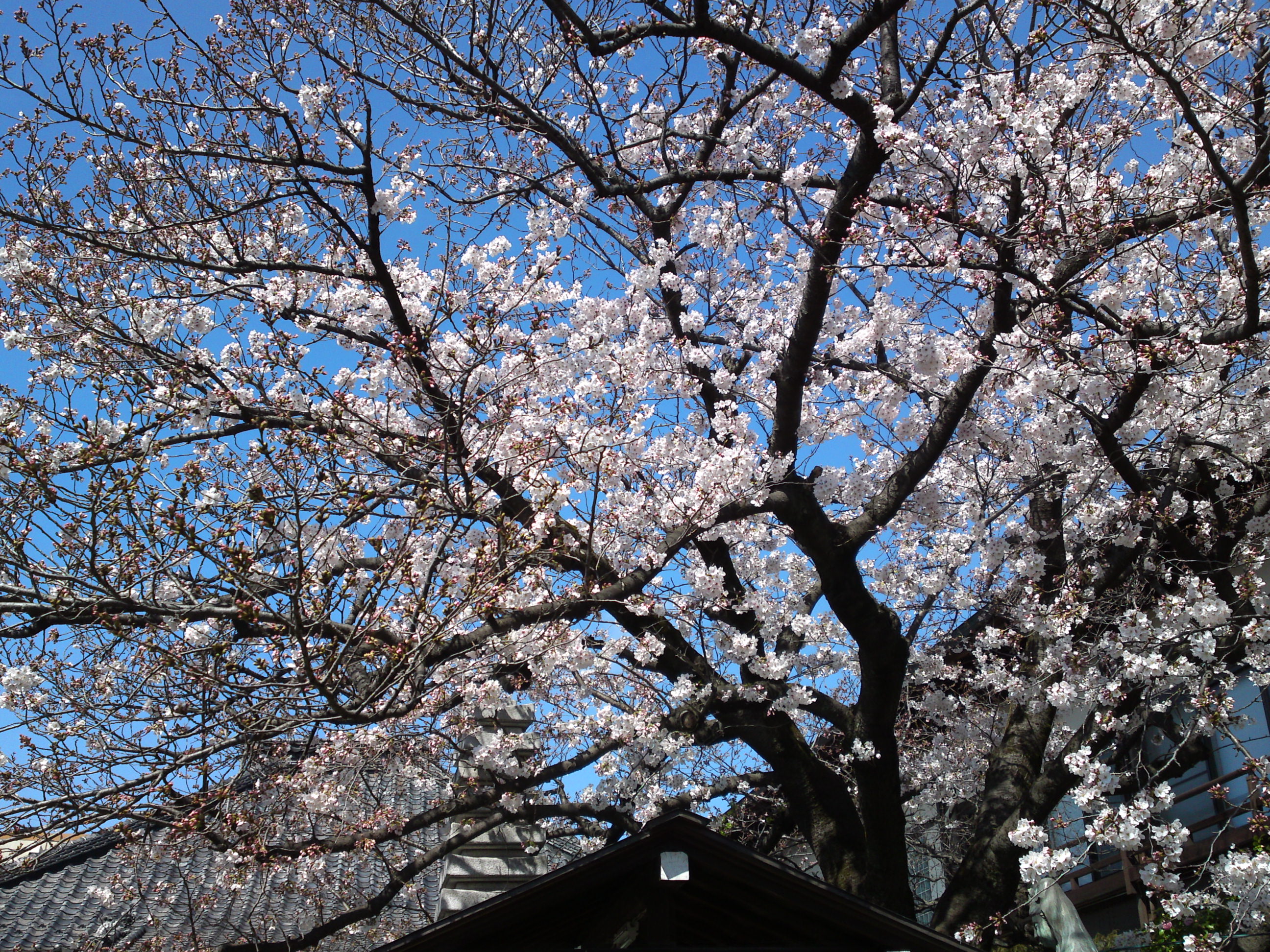 2019年春妙法華山宣要寺に咲く桜の花７