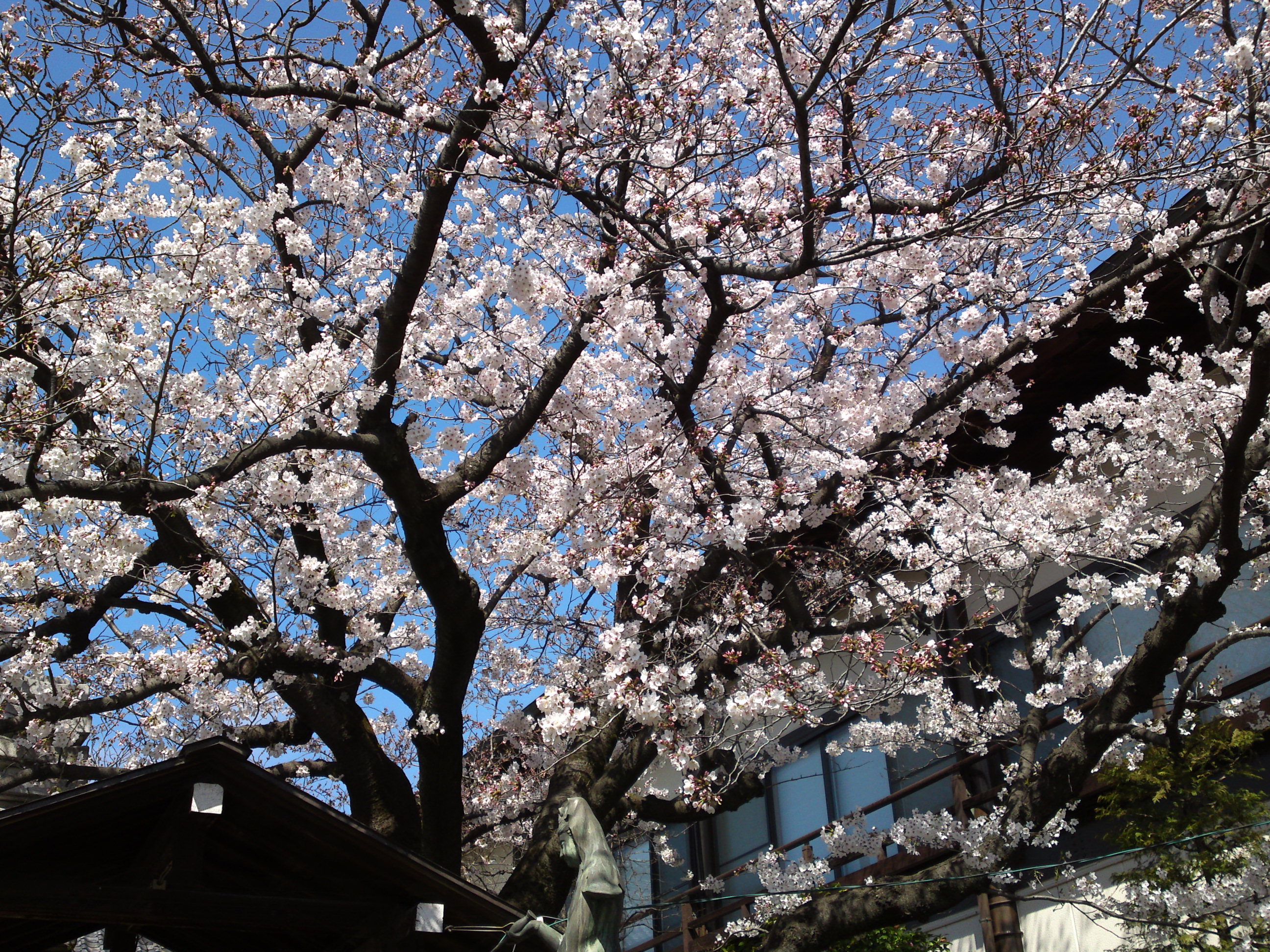 2019年春妙法華山宣要寺に咲く桜の花８