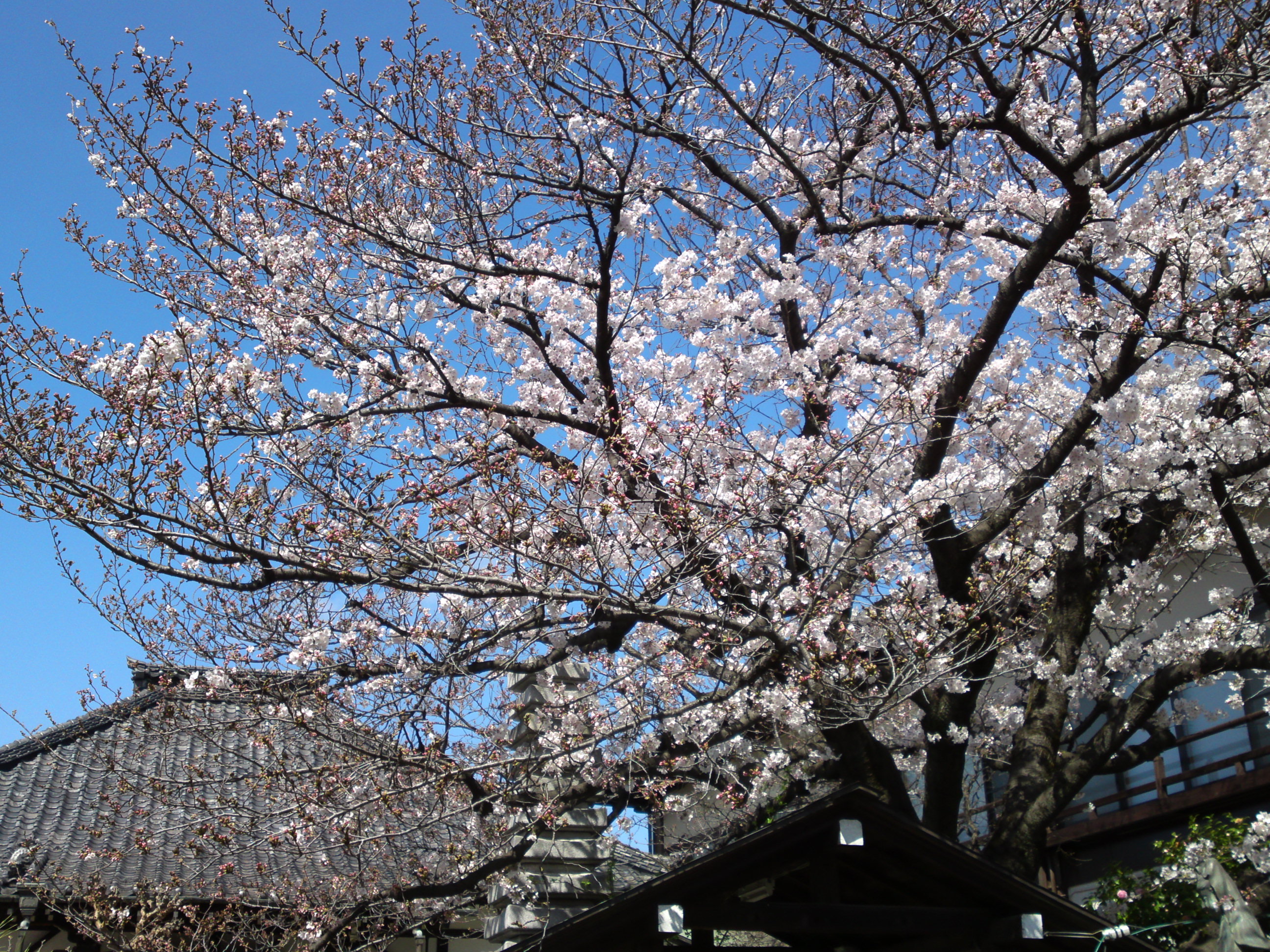 2019年春妙法華山宣要寺に咲く桜の花９
