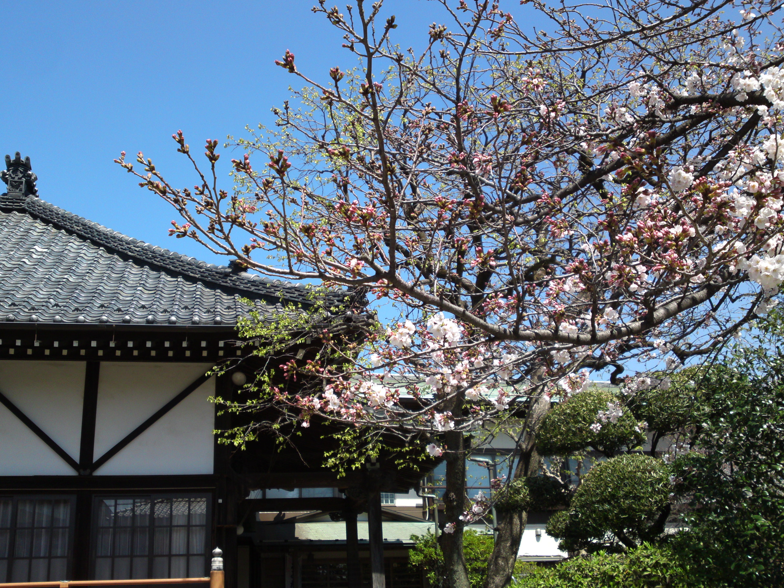 2019年春妙法華山宣要寺に咲く桜の花１１