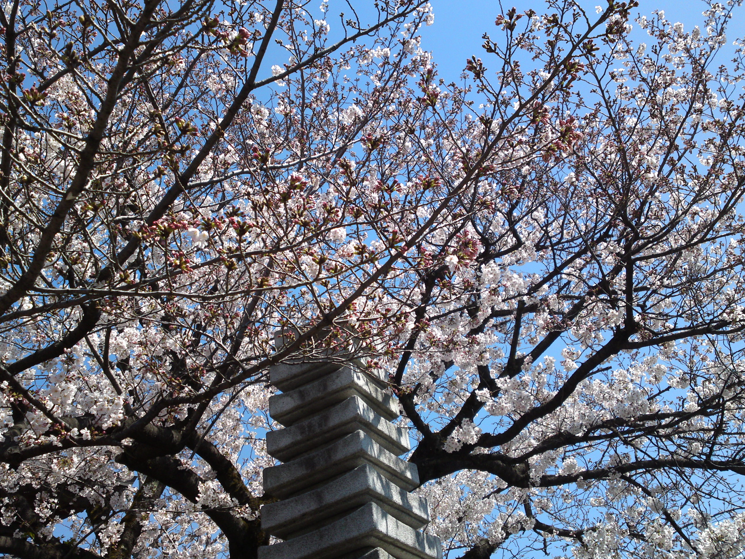 2019年春妙法華山宣要寺に咲く桜の花１２
